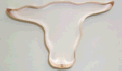 Longhorn Steer