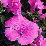 Organic Silver Cup Lavatera - 150 Seeds - Perennial
