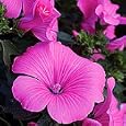 Organic Silver Cup Lavatera - 150 Seeds - Perennial