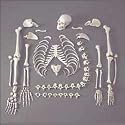 Anatomical Chart Co. Full Disarticulated Budget Skeleton With Skull Item #: CHA5/1