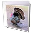 Birds - Wild Turkey - Greeting Cards-12 Greeting Cards with envelopes