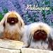 Pekingese 2009 Wall Calendar