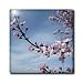 Zen Pink Flowering Tree Branch Flower Photography - 8 Inch Glass Tile