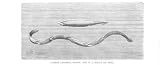 Review old-print.com  / LANCLET SINGLY, IN CHAIN Antique Print 1896