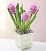 Plants - Plants by 1800Flowers - Heavenly Hyacinth Plants - Plants by 1800Flowers - Heavenly Hyacinth