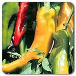 100% Certified Organic: Corno di Toro Pepper Seeds - B002AR3DAU