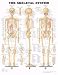 Search : Skeletal System Chart 20" W x 26" H