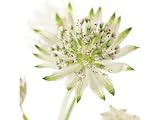 Kitchen & Housewares : Greeting Card Midi - White Astrantia