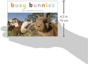Busy Bunnies