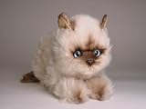 Seal Point Himalayan Kitten, Crouching - Lifelike Plush|One Size - 13 inches