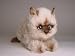   - Seal Point Himalayan Kitten, Crouching - Lifelike Plush|One Size - 13 inches