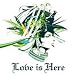 Love is Here(CCCD)(DVD�դ�) 