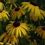 Orange Coneflower (Rudbeckia fulgida) - Jumbo Wildflower Seed Packet