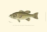 Large-mouthed Black Bass by Denton,19 in. x 13 in.
