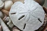 Sanddollar Real Arrowhead Sand Dollars Great for Wedding Favors or Placecards Crafting and Collecting Three 3