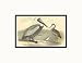 Pelican, Godwit, Tatler Pre-Matted Print, 14 x 11