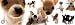 Chihuahua Animals Poster Print, 36x12