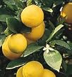 Clay Pot Meyer Lemon Tree