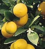 Clay Pot Meyer Lemon Tree