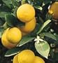 Clay Pot Meyer Lemon Tree