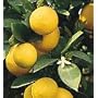 Clay Pot Meyer Lemon Tree