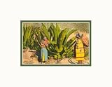 Maguey Plants and Tequila Maker, Mexico Pre-Matted Poster Print, 14x11
