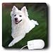 Dogs American Eskimo - American Eskimo - Mouse Pads