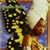 Baduizm-Live
