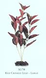 Crinkle Leaf Aquarium Plant, Large Red