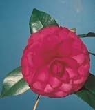 Colonel Firey Camellia Plant, Five Gallon Container by Monrovia Growers
