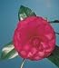 Colonel Firey Camellia Plant, Five Gallon Container by Monrovia Growers
