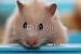 Wallmonkeys Peel and Stick Wall Decals - Hamster - Removable Graphic