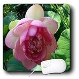 WhiteOak Photography Floral Prints - Lotus Pink Lotus Blossom - Mouse Pads