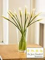 Jane Goodall Organic Calla Lilies