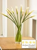 Jane Goodall Organic Calla Lilies