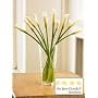 Jane Goodall Organic Calla Lilies