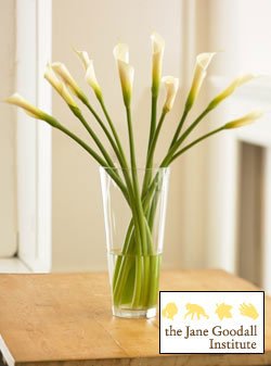 Jane Goodall Organic Calla Lilies