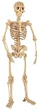 Hugh the Human Skeleton Kit