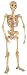 Hugh the Human Skeleton Kit