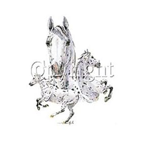Leopard Appaloosa Adult T-Shirt