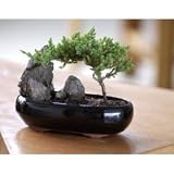 LOUSBONSAINURSERY JUNIPER WITH CHINESE STONE BONSAI TREE