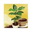 Kona Coffee Bean 15 Tree Seeds -Coffea-Gourmet-Trop... Discounts