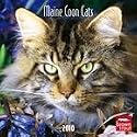 Maine Coon Cats 2010 Wall Calendar