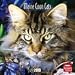 maine_coon0maine coon - Maine Coon Cats 2010 Wall Calendar 12 X
