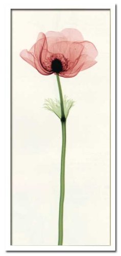 X-Ray PHOTOGRAPHY（レントゲンフォトグラフィー）ポスターフレーム Steven N.Meyers / Anemone IV 330x730x30mm