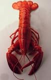 Great Gourmet - Live Lobster Two 1.25-1.50 lbs.