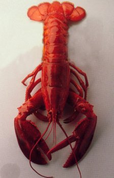 Great Gourmet - Live Lobster Two 1.25-1.50 lbs.