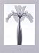 Calyx in X-Ray Style by A. Premium-Richards Fine Art Print / Poster 19.75 x 27.50 in.
