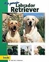 Mein gesunder Labrador Retriever