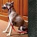 Kitchen & Housewares : Collar and Leash Combo System - Black - For Dogs 25 to 60 lb.